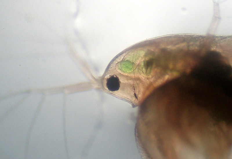Simocephalus exspinosus ... quasi certo